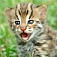 animal-babyleopard