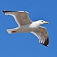 bird-seagull