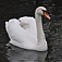 bird-swan