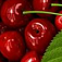 food-cherries